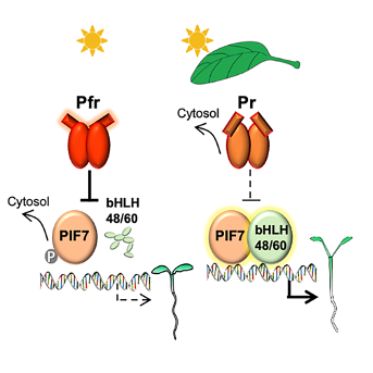李琳团队揭示植物避荫反应关键转录因子PIF7活性调控机制