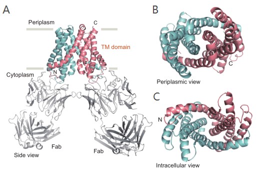 PLOS Biology刊发服部素之团队通过冷冻电镜阐述了镁离子通道MgtE的开放机制