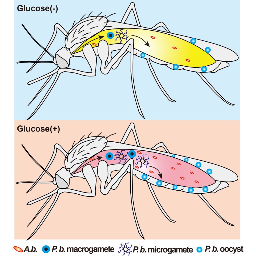 王敬文课题组发现葡萄糖介导的肠道菌群增殖促进按蚊感染疟原虫的机制