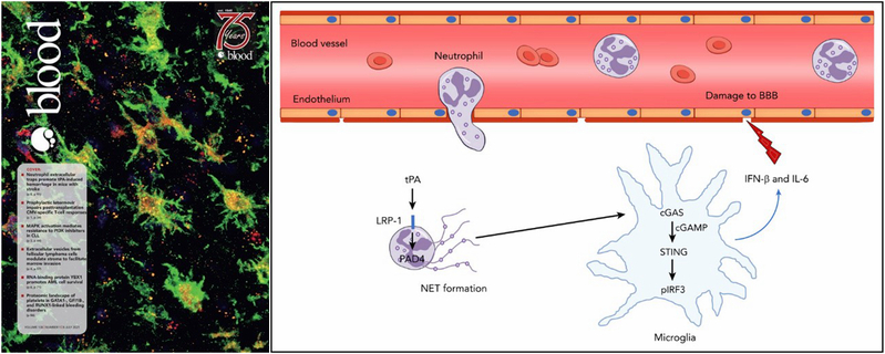 赵冰樵课题组在《Blood》以封面论文发表最新研究成果