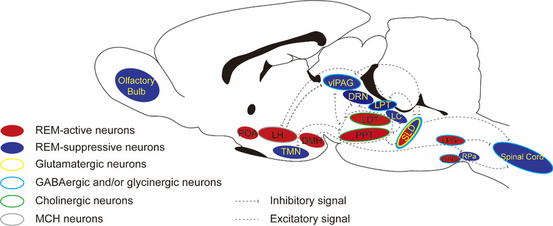 黄志力课题组在Progress in Neurobiology发文综述快眼动睡眠调控机制