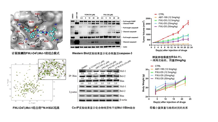 我院王任小研究员课题组在Mcl-1蛋白选择性抑制剂研究方面取得进展