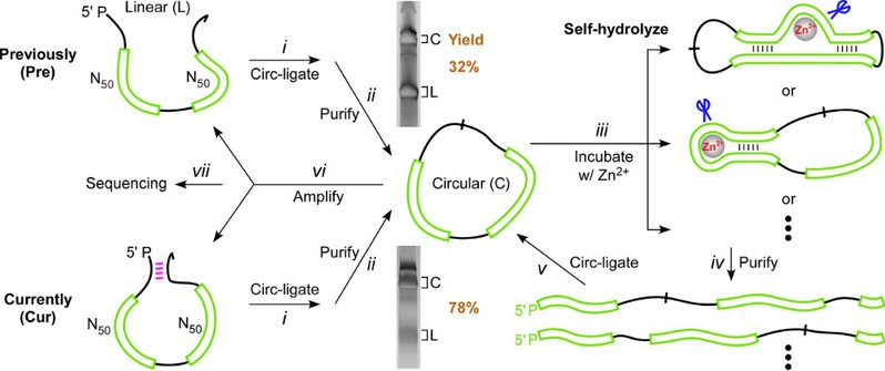 顾宏周课题组《Nucleic Acids Research》报道末端杂交结构促进DNA水解自切酶的试管内进化