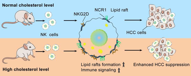 王红阳教授课题组发现胆固醇代谢异常调控肝癌发生新机制