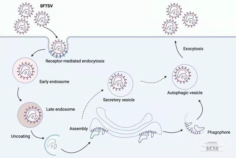 Autophagy | 病毒学国家重点实验室于学杰研究组在布尼亚病毒SFTSV致病机制研究中取得重要进展