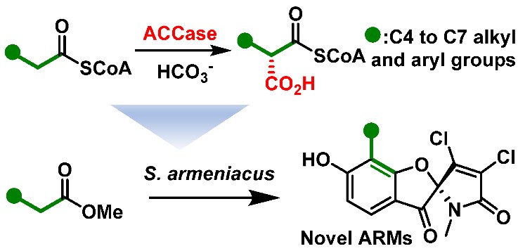 ACS Catalysis|发现一例新型中链酰基辅酶A羧化酶负责聚酮合酶延伸单元合成并应用至聚酮骨架改造