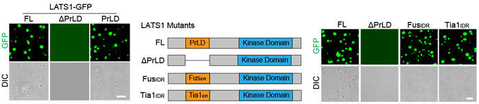 遗传所林爱福团队Cell Research发文报道LncRNA通过液-液相分离机...