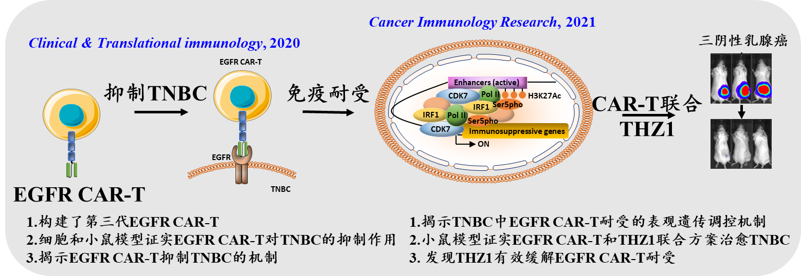 献礼百年校庆：药学院刘文教授团队连续发文在三阴性乳腺癌的免疫治疗方向取得重要进展