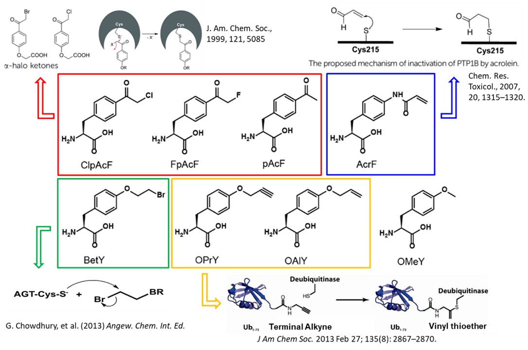 刘涛研究团队在《JACS》上发文报道蛋白磷酸化研究的新技术