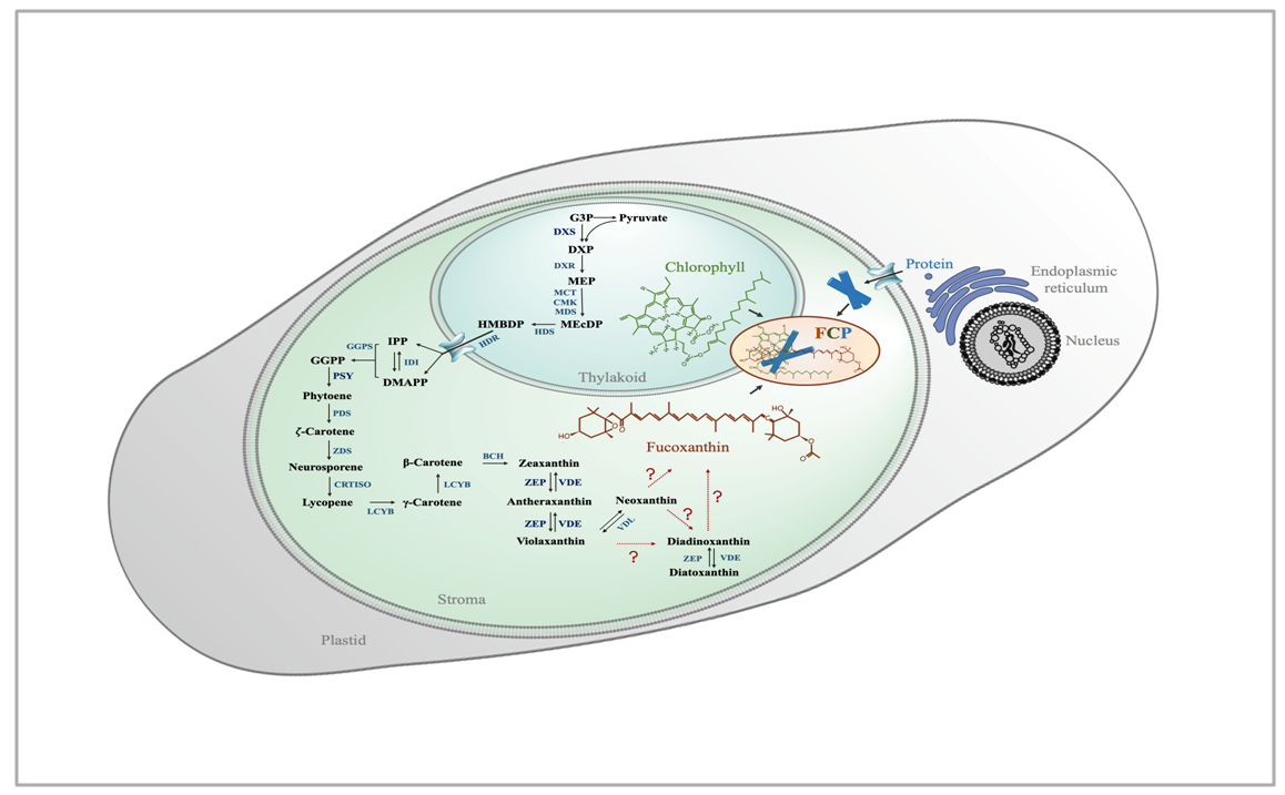 深圳大学胡章立教授团队在Biotechnology Advances（IF=1…