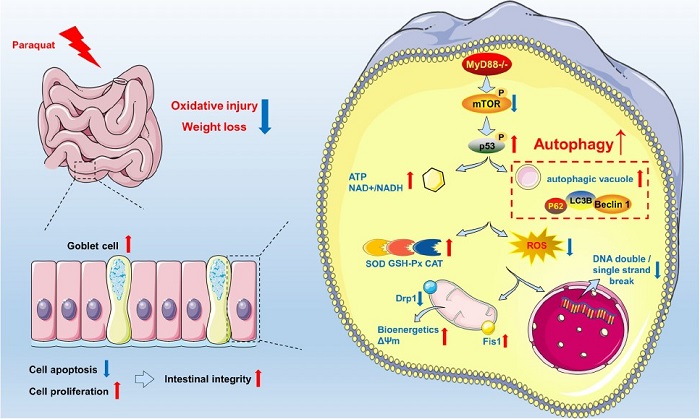 靶向MyD88调控肠道氧化应激的研究取得新进展