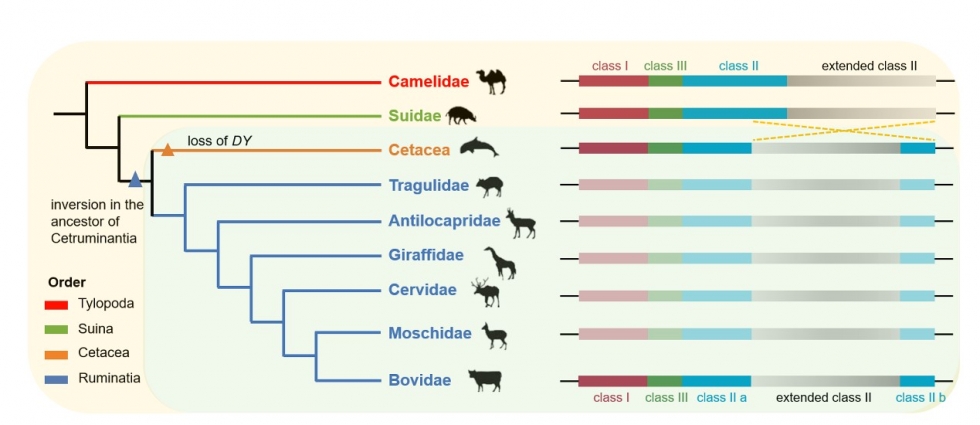 生命学院马润林研究组在反刍类动物进化研究中取得重要进展