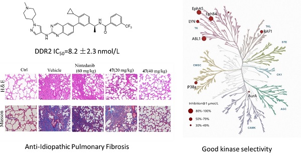 APSB | 上海药物所李佳/熊兵团队针对特发性肺纤维化合作研发选择性DDRs抑制剂