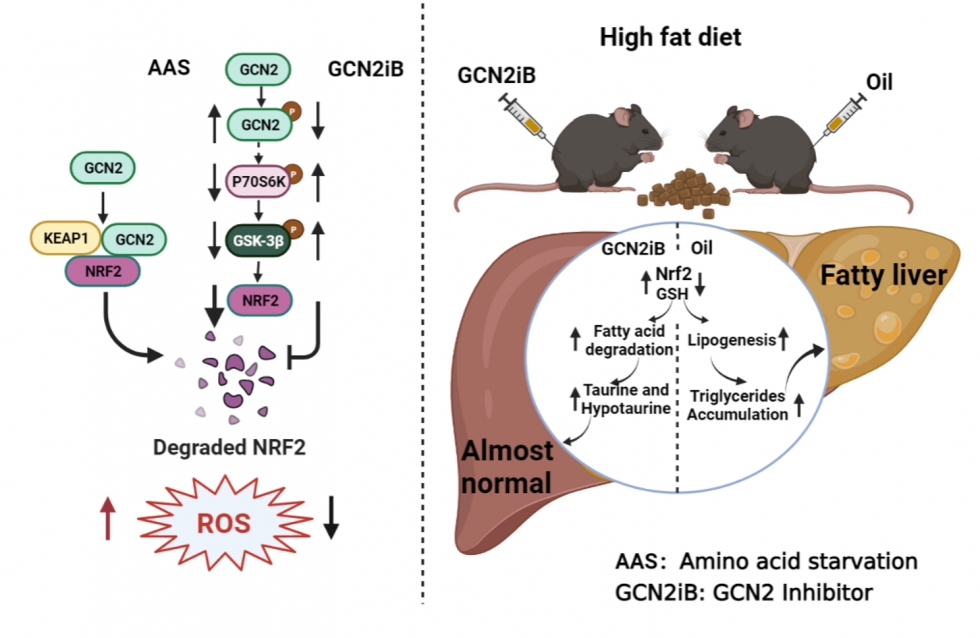 最新研究：抑制激酶 GCN2 改善肥胖小鼠肝脏脂质沉积