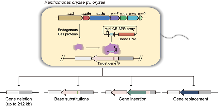 邱金龙团队开发了基于内源CRISPR系统的植物病原菌基因组编辑新方法
