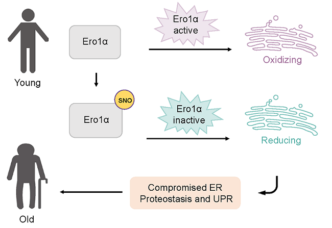 陈畅组和王志珍/王磊组合作揭示内质网还原应激加速衰老