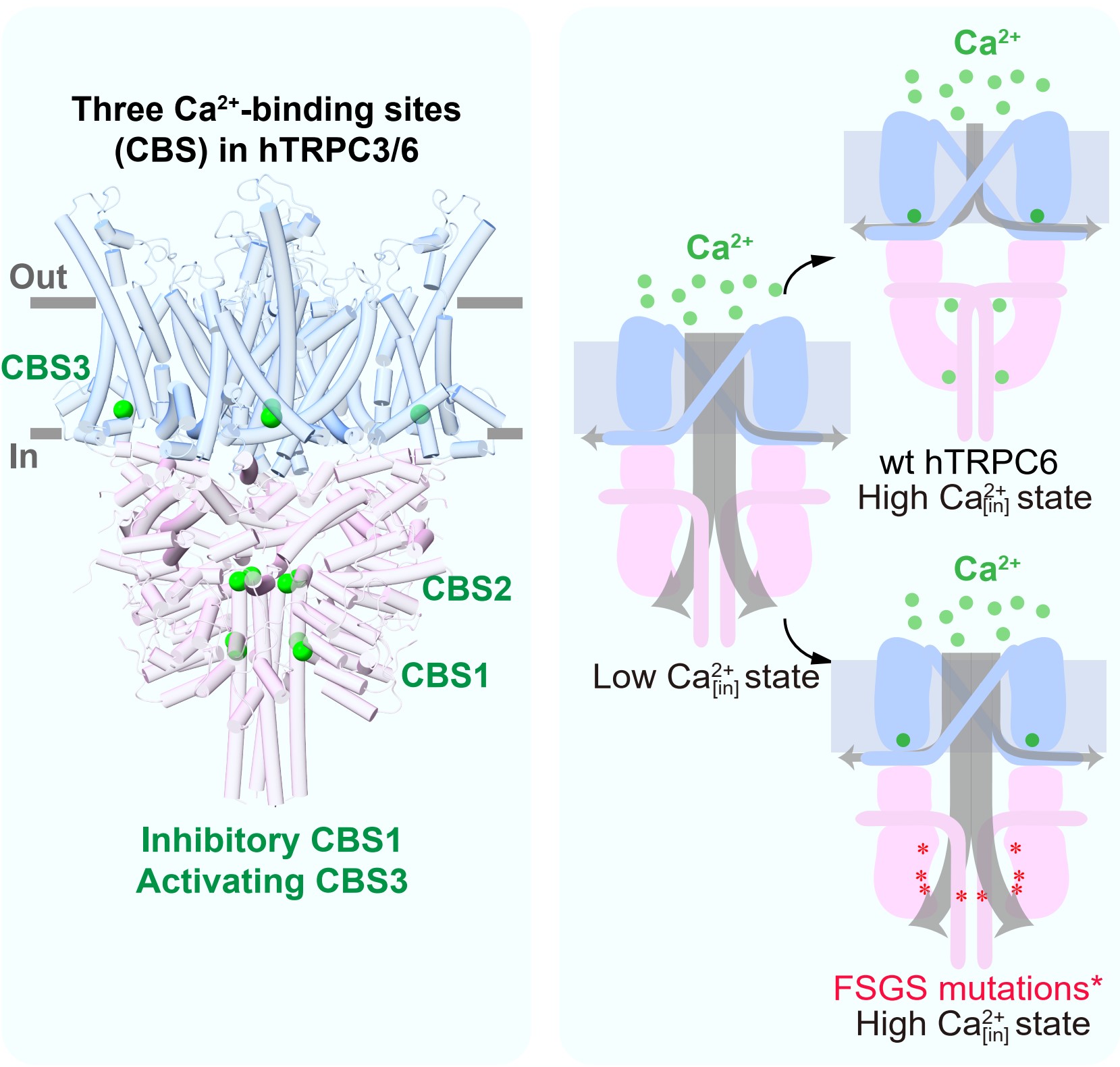 未来技术学院陈雷研究组报道胞内钙离子对TRPC3/6通道调控的机制