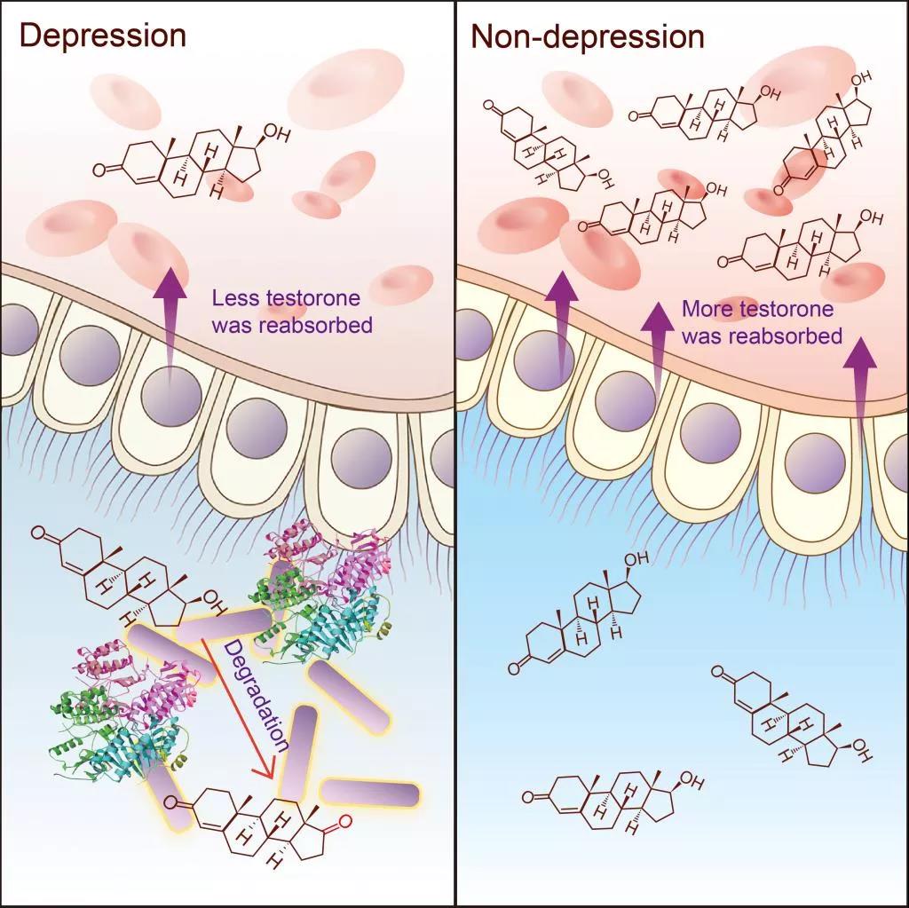 刘天罡教授团队破解男性抑郁症与睾酮降解的关联机制：肠道菌起关键作用