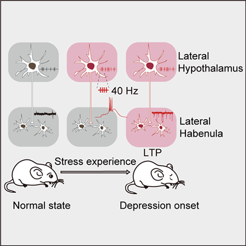 我国学者在慢性压力导致抑郁的环路机制研究领域取得进展