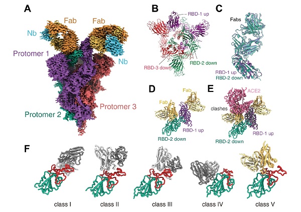 Science | 上海药物所联合攻关新冠病毒奥密克戎变异株刺突蛋白及其与受体和抗病毒抗体的复合物结构并揭示作用机制