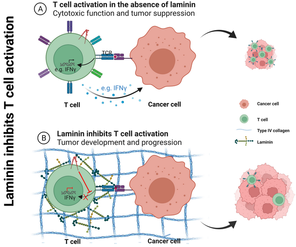 肿瘤微环境中基底膜蛋白抑制T细胞活化从而促进肿瘤发生发展