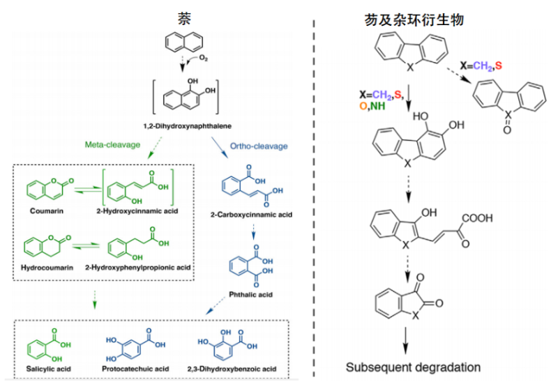上海交大唐鸿志课题组在嗜热微生物降解多环芳烃的机制研究中取得新进展
