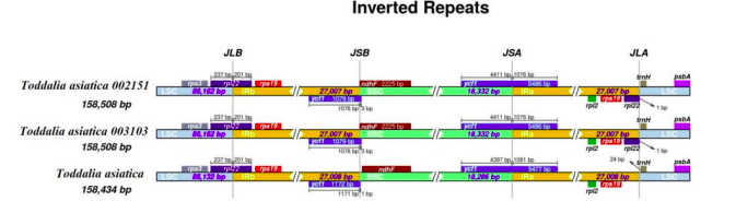 武汉植物园在芸香科植物飞龙掌血的比较基因组学、生物地理学研究中取得进展