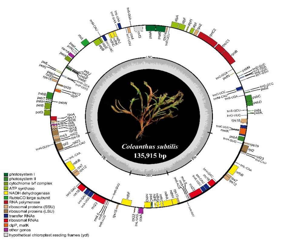 武汉植物园完成单种属保护植物——莎禾的叶绿体基因组解析