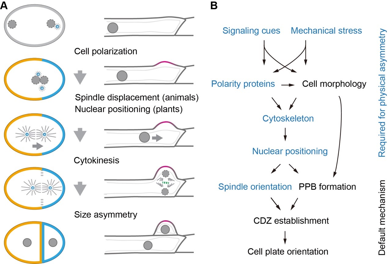 易培珊特聘研究员在The Plant Cell期刊发表植物细胞不对称分裂研究进展的最新综述