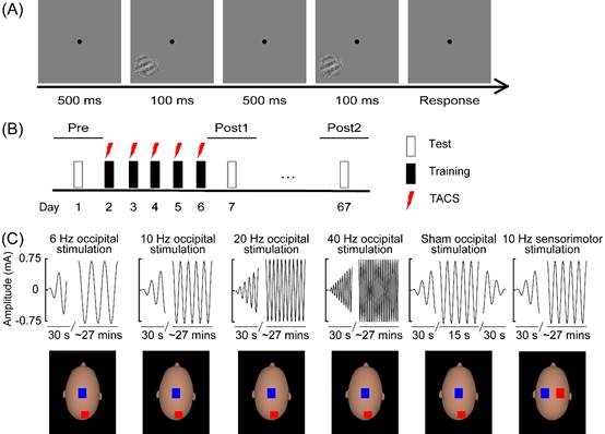 方方课题组在Brain Stimulation发文揭示经颅交流电刺激对知觉学习的调控作用