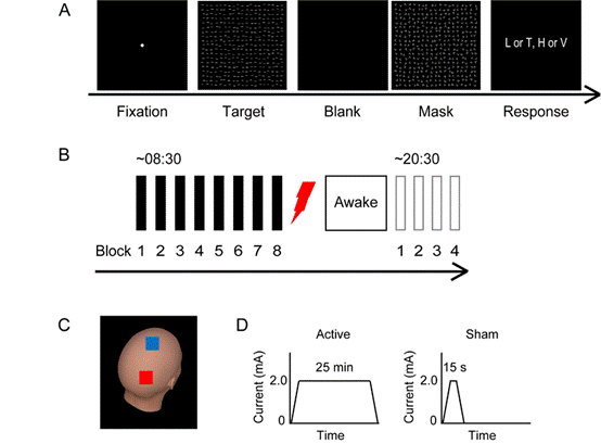 Brain Stimulation揭示经颅直流电刺激对知觉学习清醒巩固的调控作用