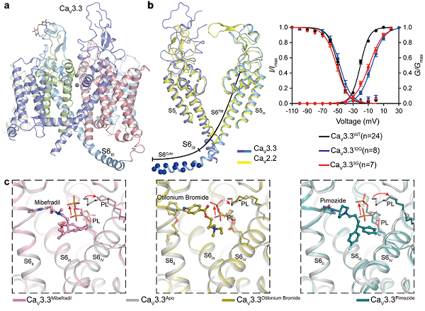 人源钙通道CaV3.3门控机制以及与药物识别机制