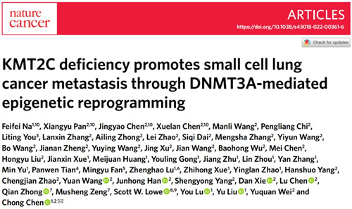 四川大学Nature Cancer发文：首次阐明小细胞肺癌转移的表观遗传学重编程分子调控机制