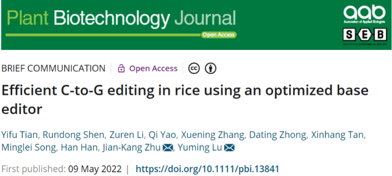 上海交大陆钰明课题组开发新型水稻编辑器，实现高效C-to-G替换