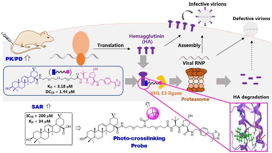 三萜PROTAC介导的新型流感病毒血凝素降解剂