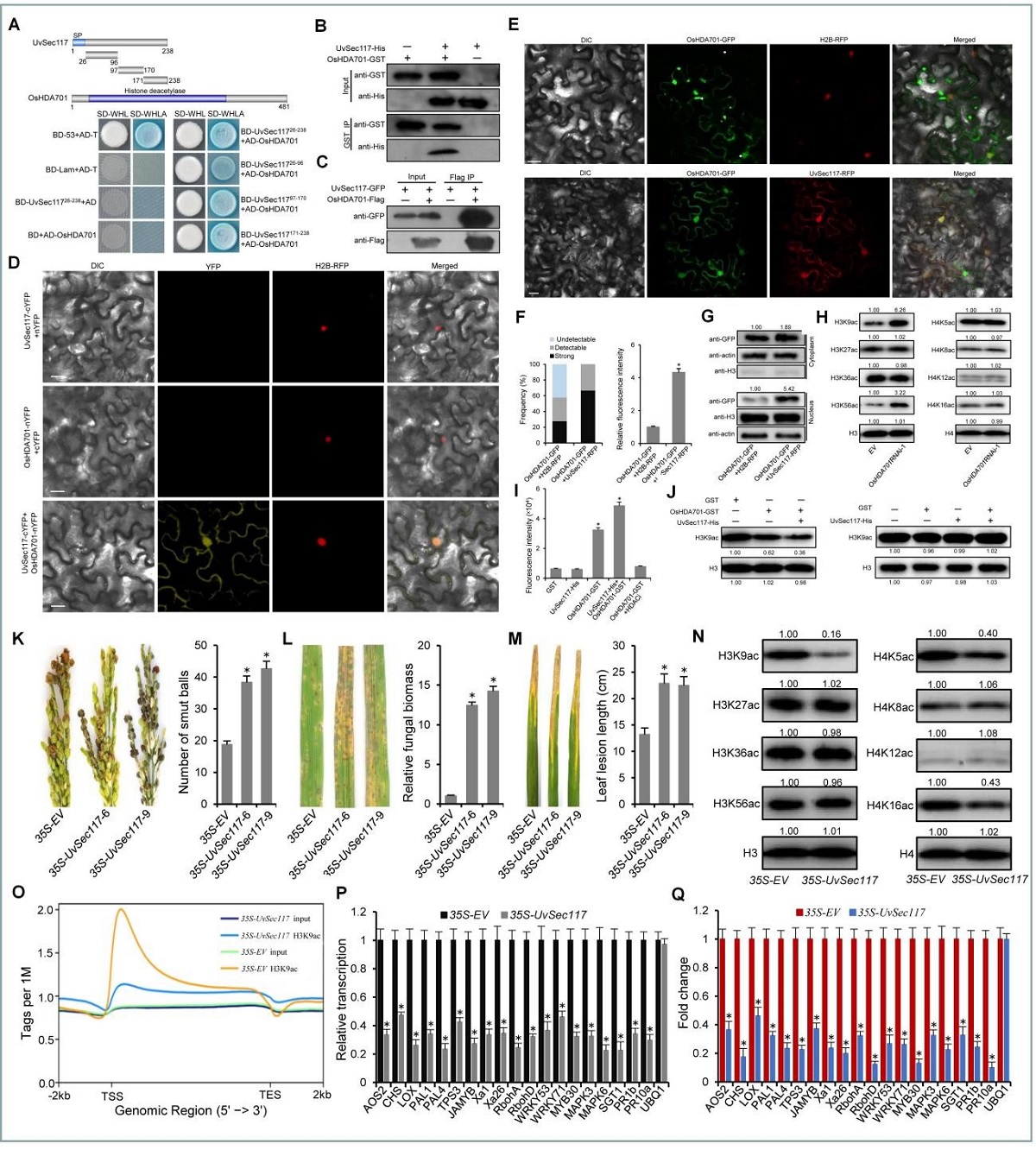 图1 稻曲菌效应蛋白UvSec117操纵水稻组蛋白去乙酰化酶 OsHDA701 抑制水稻免疫