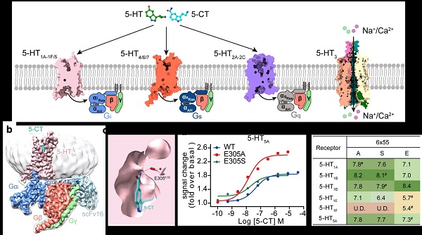 Cell Discov：五羟色胺5A受体配体识别选择性和激活的分子机制