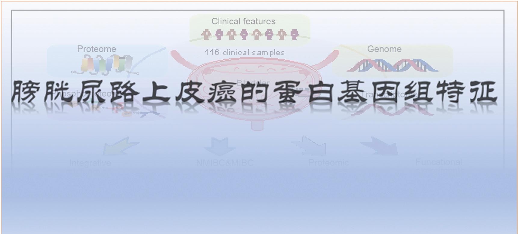 最新成果丨复旦、上海交大科研团队联手解析膀胱尿路上皮癌蛋白基因组学特征