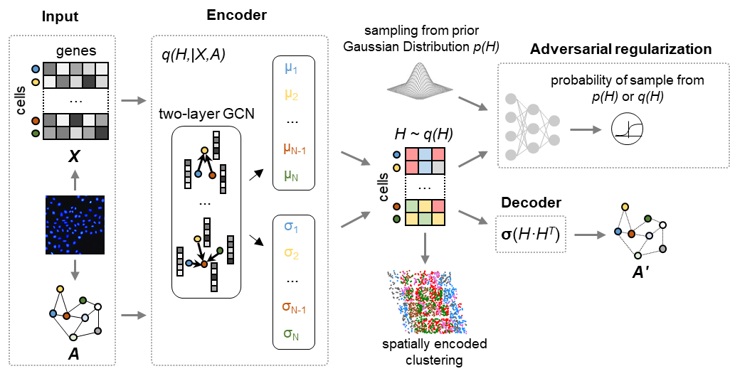 生命学院杨雪瑞课题组开发深度学习工具DeepLinc，使用单细胞空间转录组数据构建细胞…