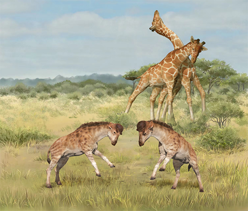 我国学者与海外合作者揭示出性选择是长颈鹿类颈部特异性演化的驱动力
