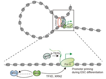 BRD2介导RNA聚合酶II转录的功能机理