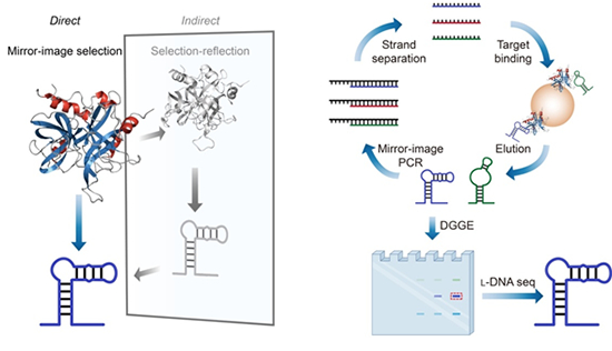 我国科学家在镜像核酸的筛选技术方面取得进展