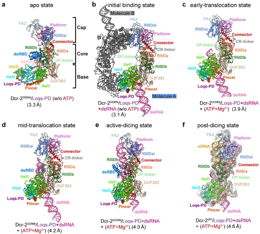 复旦大学最新Nature发文：果蝇Dicer-2结合双链RNA加工生成siRNA的分子机制