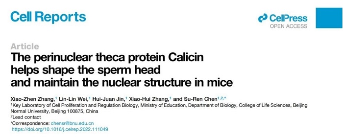 陈苏仁课题组在Cell Reports发表文章揭示了精子核周层蛋白Calicin保护精子细胞核的生理功能