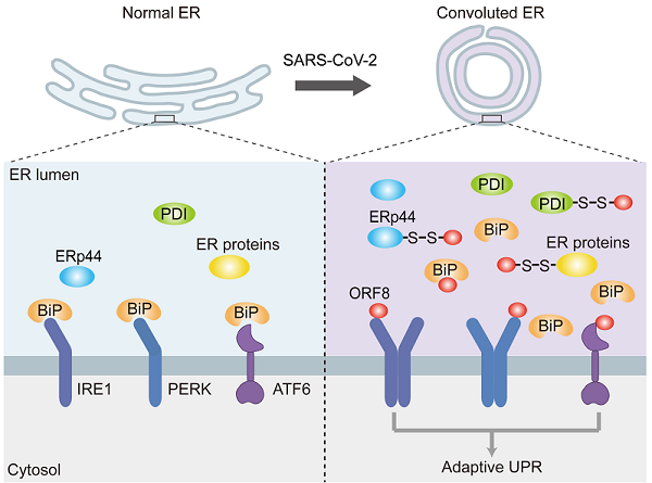 研究揭示新冠病毒辅助蛋白ORF8重塑内质网的分子机制
