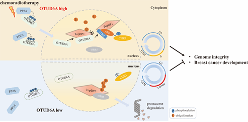 去泛素化酶OTUD6A通过增加TopBP1稳定性调控肿瘤细胞耐药和乳腺癌发展