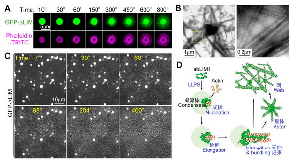 PNAS：abLIM1的液-液相分离诱导微丝网络自组装