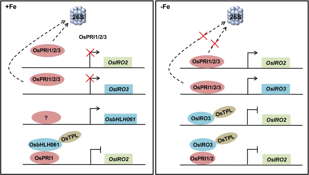 水稻OsIRO3通过抑制OsIRO2控制铁吸收