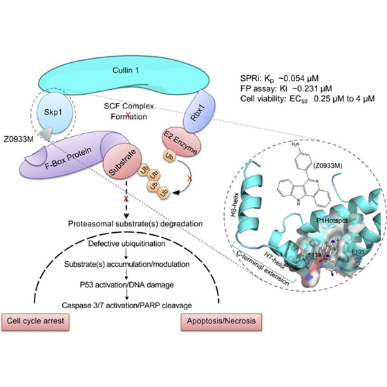 广州健康院揭示潜在肺癌靶点Skp1的小分子抑制剂的作用机制