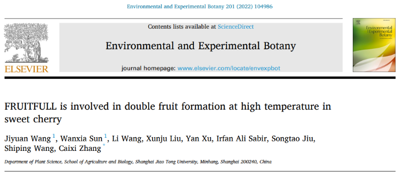 上海交通大学在甜樱桃果实“双胞胎”形成机理上取得重要进展